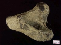 犀腿骨化石藏品圖，第2張